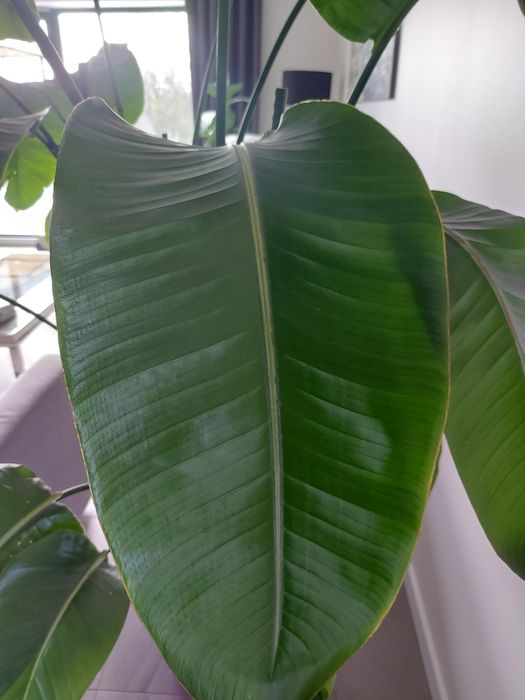 Strelicja biala  duża