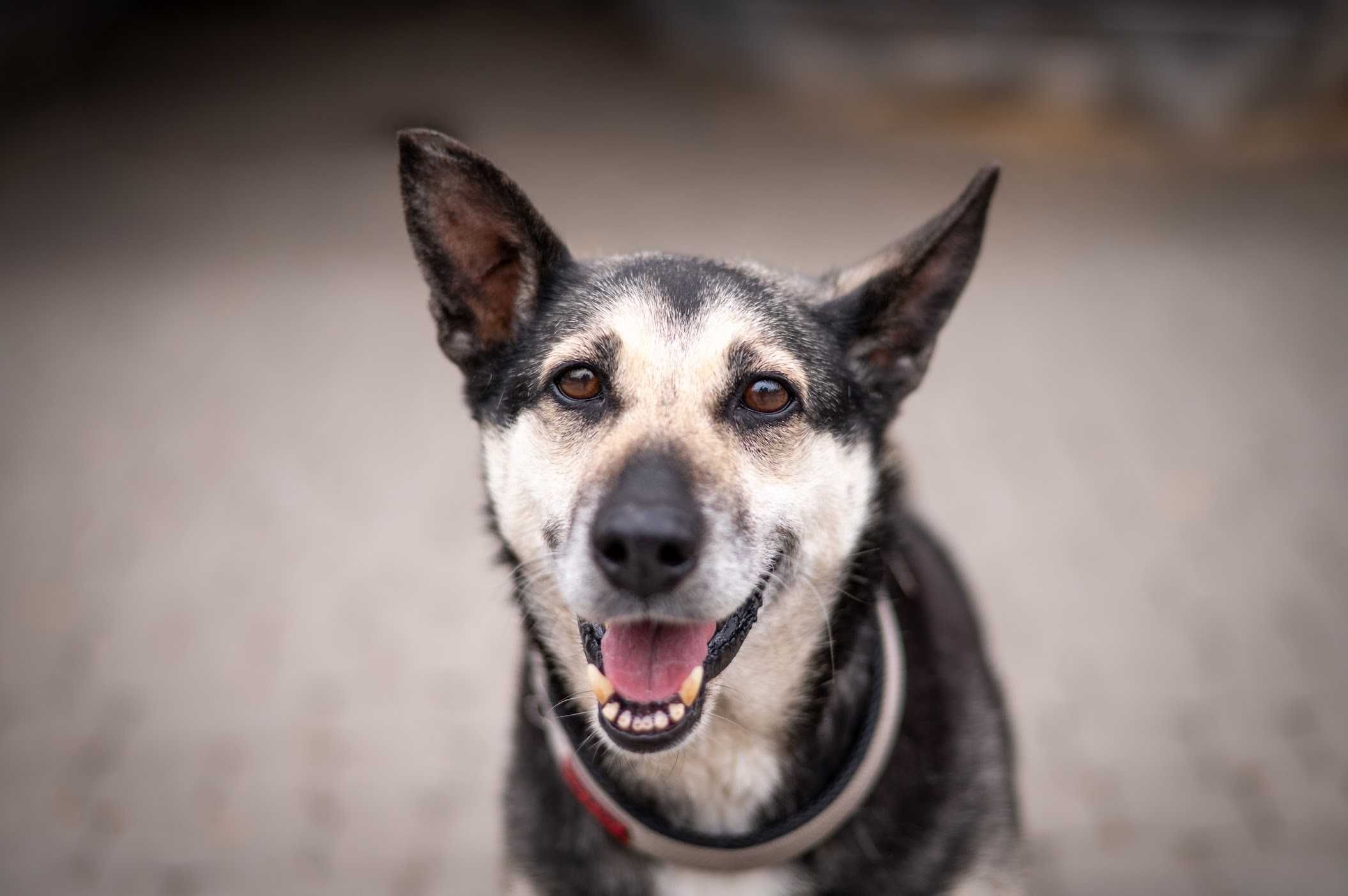 Luna - zrównoważona sunia do adopcji, mix owczarka