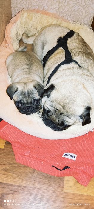 Ищем заботливую семью для девочки