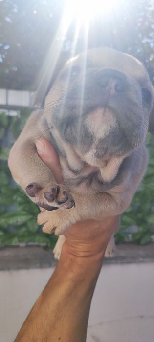 Bulldog francês fêmea