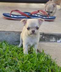 Chihuahua femea lindissima