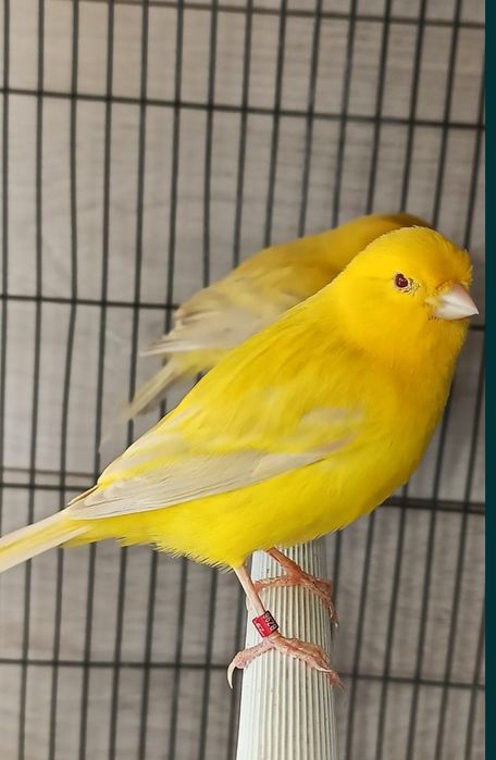 Lote 10 canários Satiné