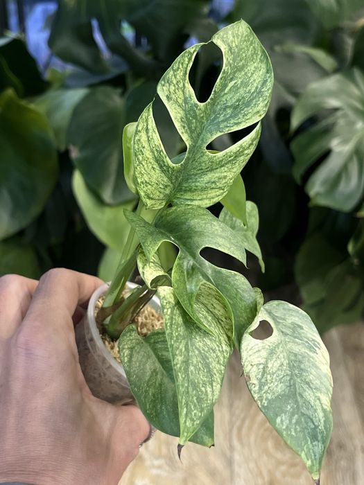 Rhaphidophora Tetrasperma White