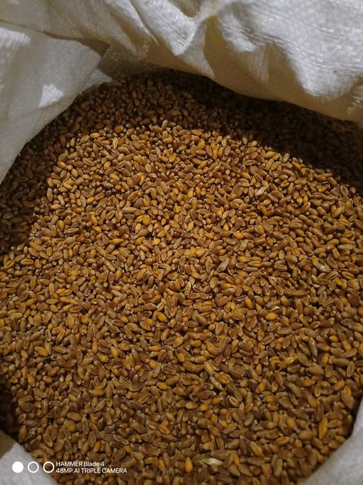 Mąka pszenna ze swojej pszenicy