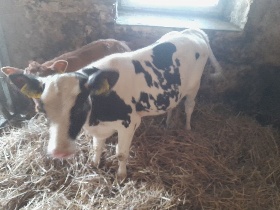 Jalowka mleczna HF krowa byczki jalowki miesne LM odsadki transport