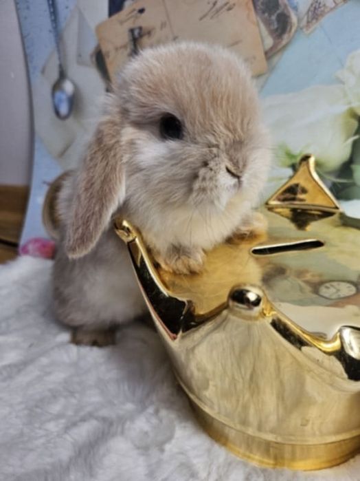 Króliki Mini Lop 4 dorosłych królików klatki słupki dokumenty