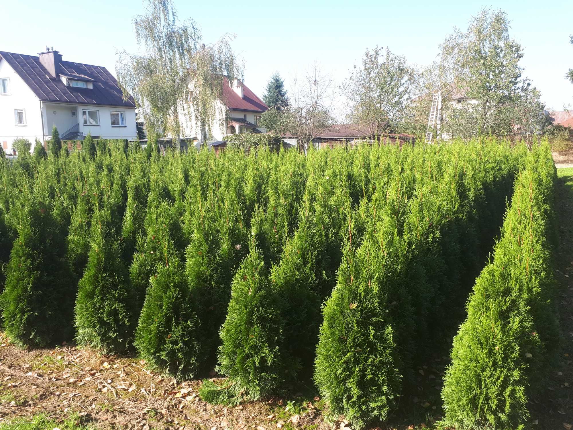 Tuja szmaragd, 100-250 cm