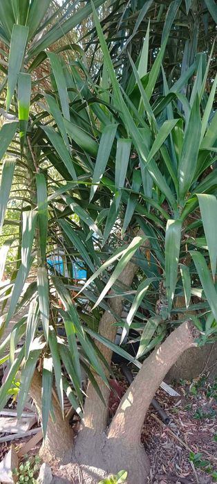 Vendo Yucca - pata de elefante