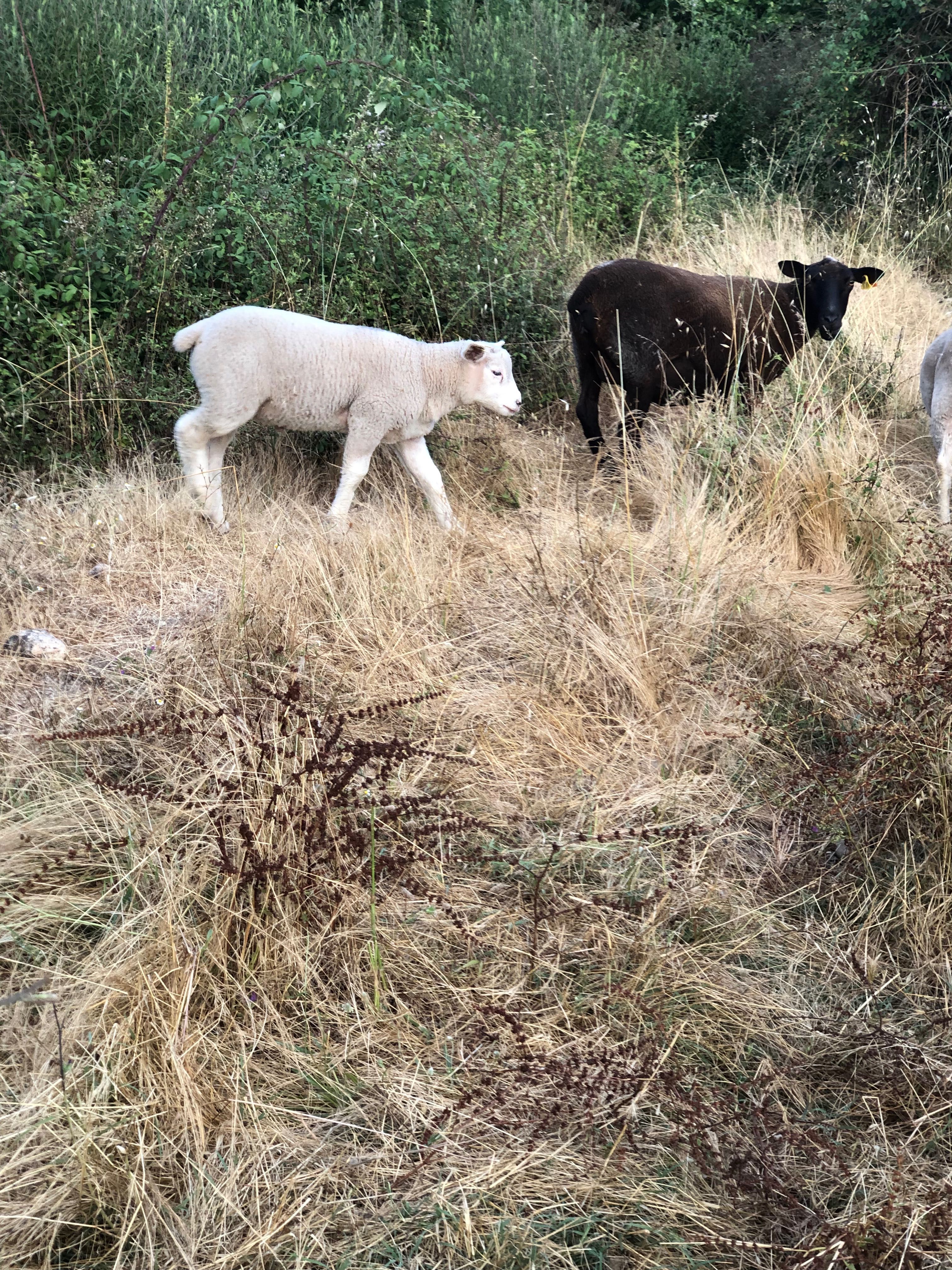 Borrego macho texel/ille de france