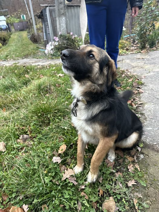 Віддам в добрі руки