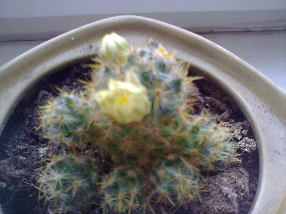 Кактуси рідкісні та різні