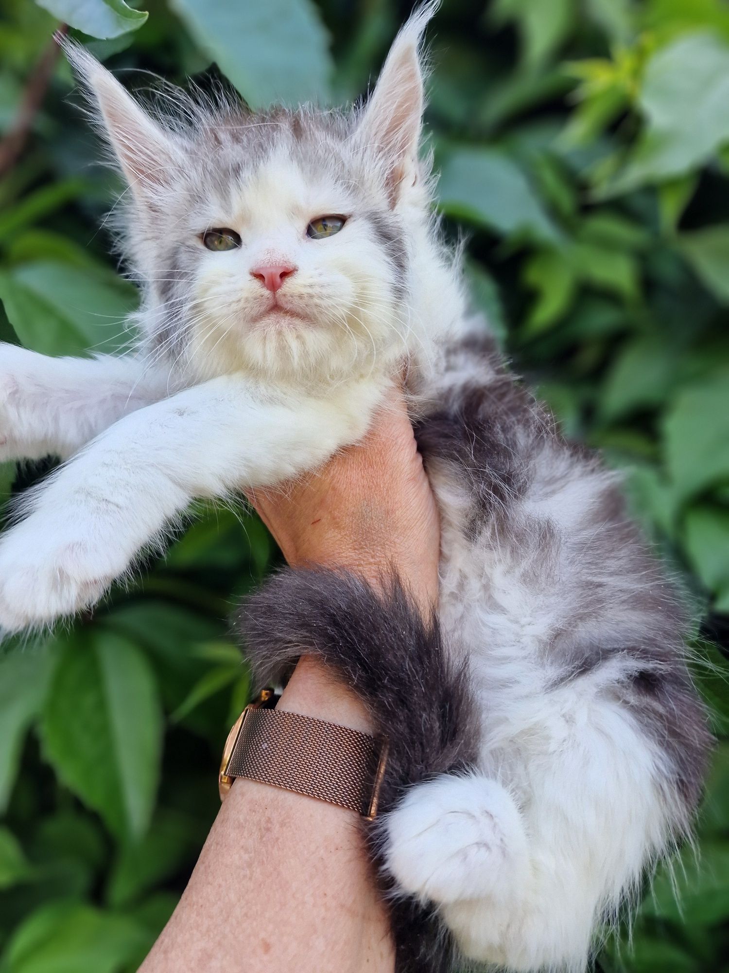 Maine coon kocur do hodowli kocurek kocieta