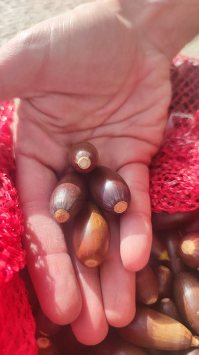 Bolotas docinhas azinheira