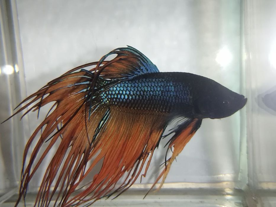 Петушок, півник, різні кольори, коронохвостий, плакат, дельта, вуаль.