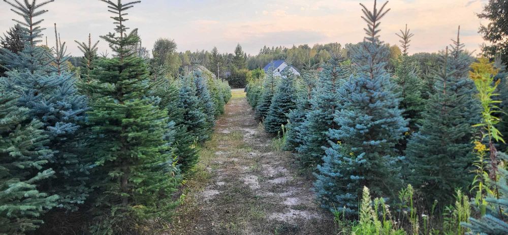 CHOINKI Świerk srebrny HURT własna plantacja cięte donice transport