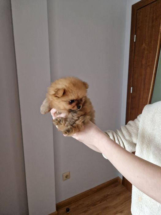 Miniaturowy PUCHATY Szpic