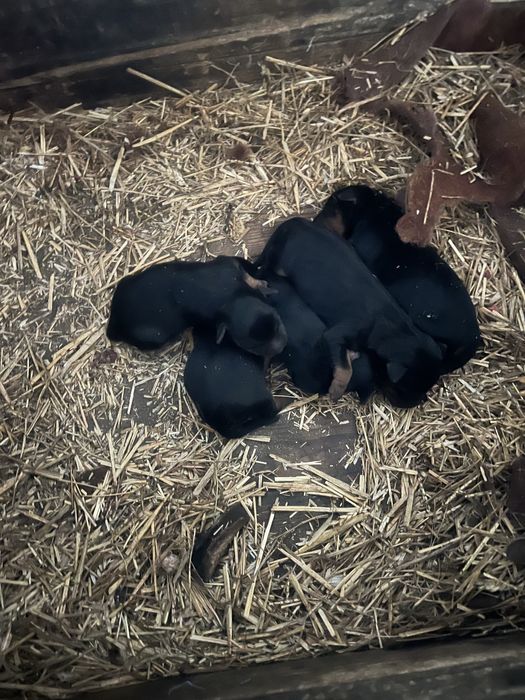 Ядтерʼєр щеннята, три з половиною місяці. ТЕРМІНОВО.