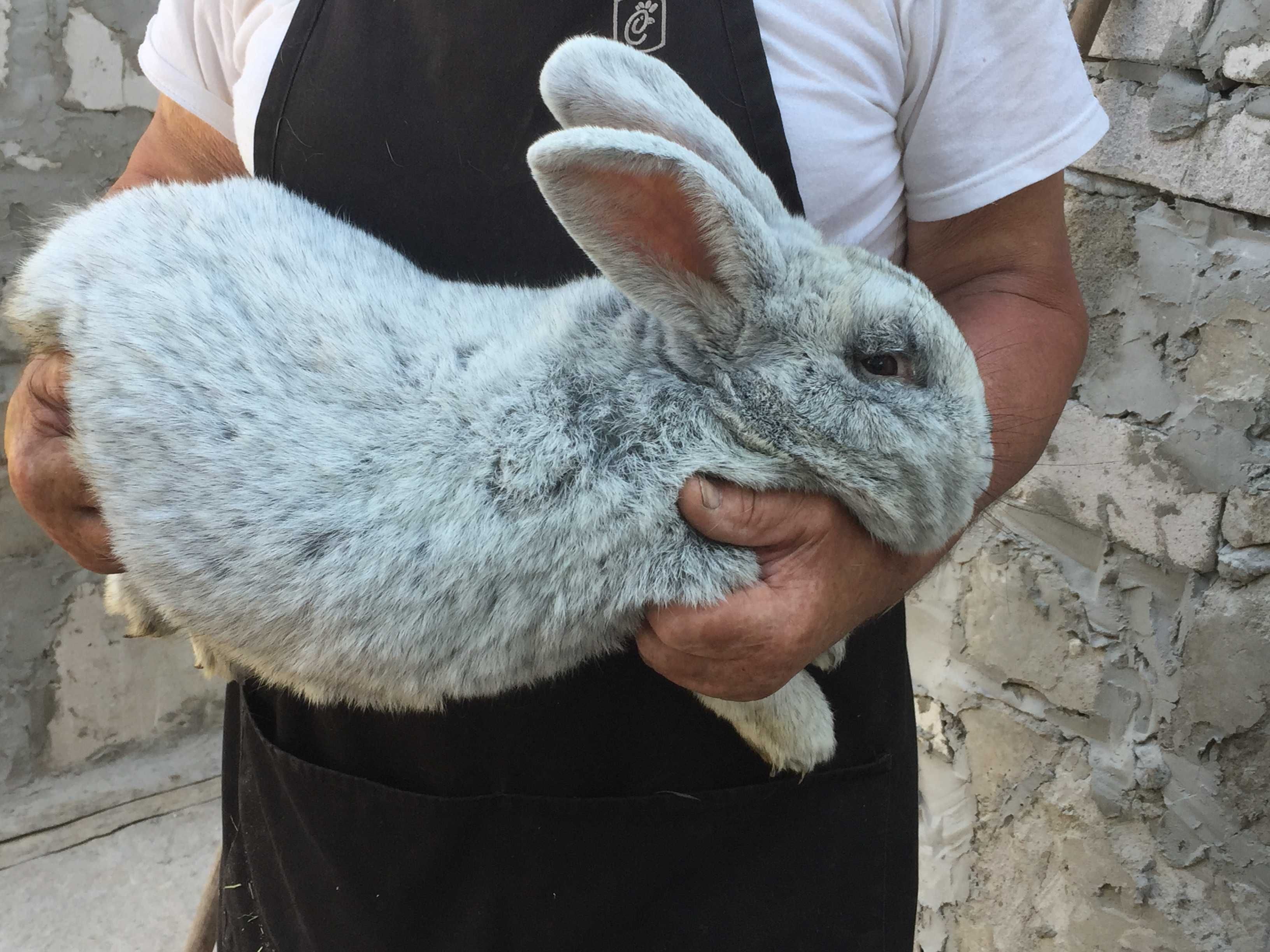 продам кролики євроеске срібло