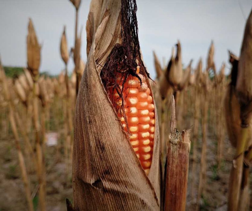 skupię mokrą / suchą kukurydzę