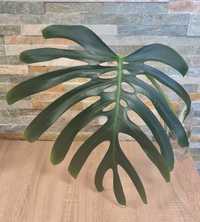 Monstera Sieranna forma Meksykańska