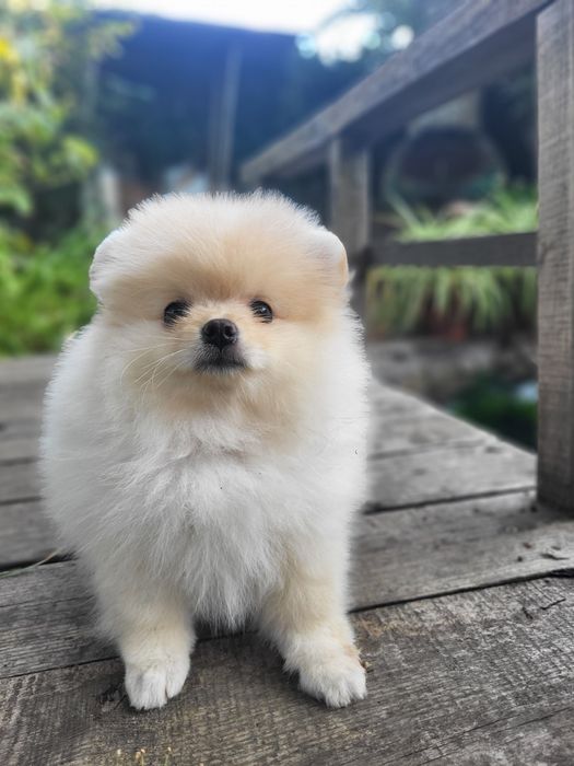 Цуценята Померанського Шпіца!