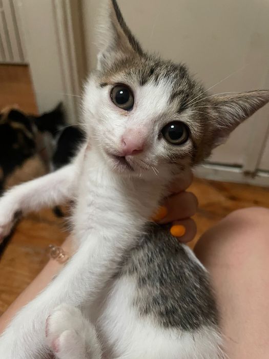 Gatos bebés para adoção responsável