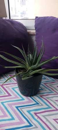 Suculenta Aloe Aristata