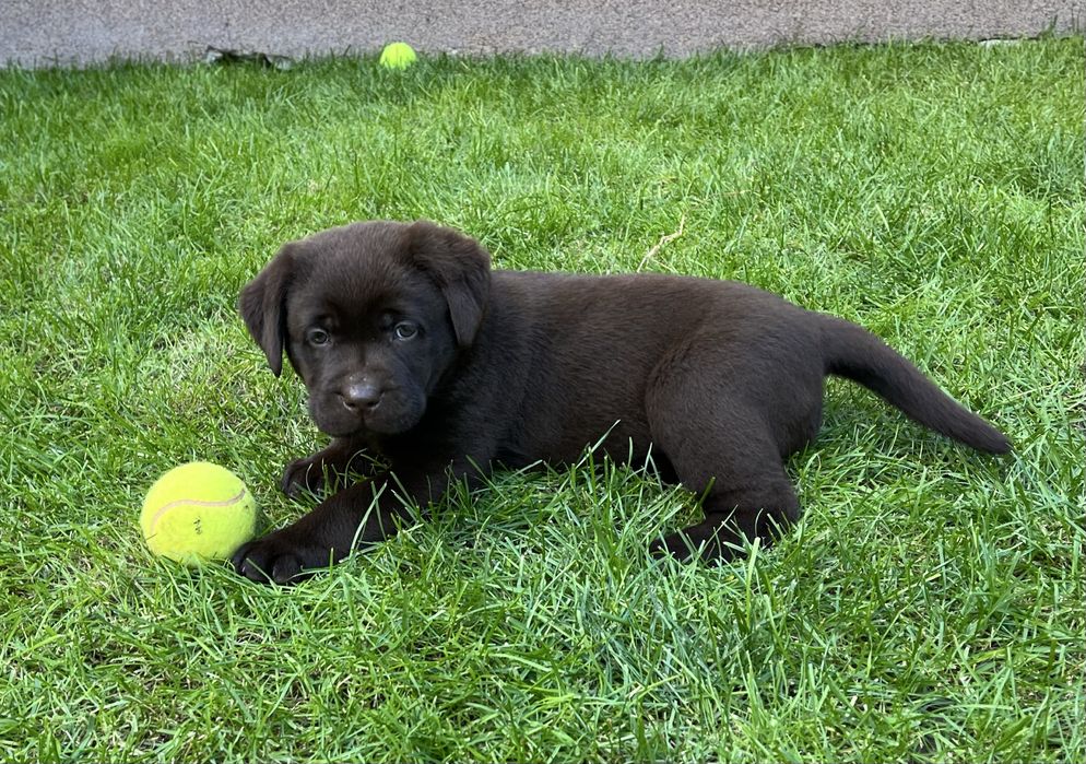 Labrador Retriever czekoladowa suczka