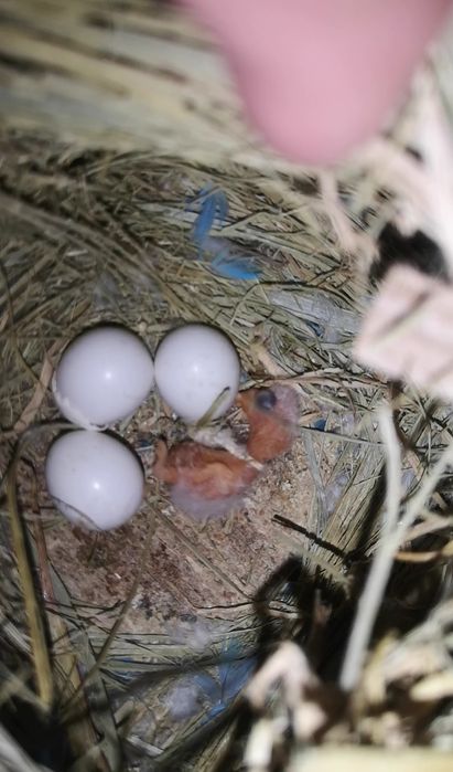 Fishers opalinos pale x violeta