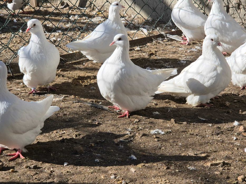 Gołębie mondajny sprzedam młode z 2025 roku