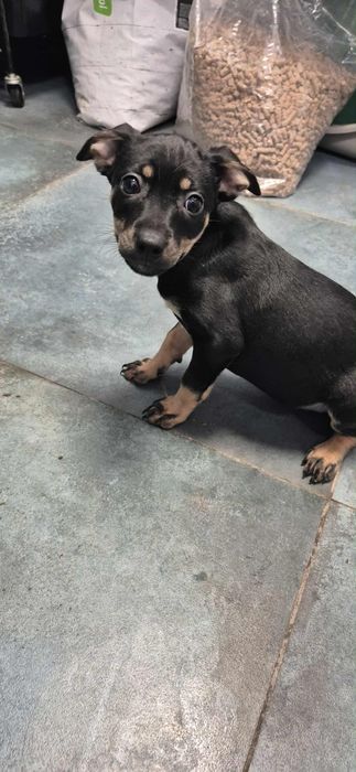 Szczenięta do odppowiedzialnej adopcji