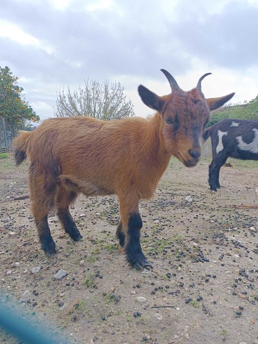 Cabras anãs domésticas