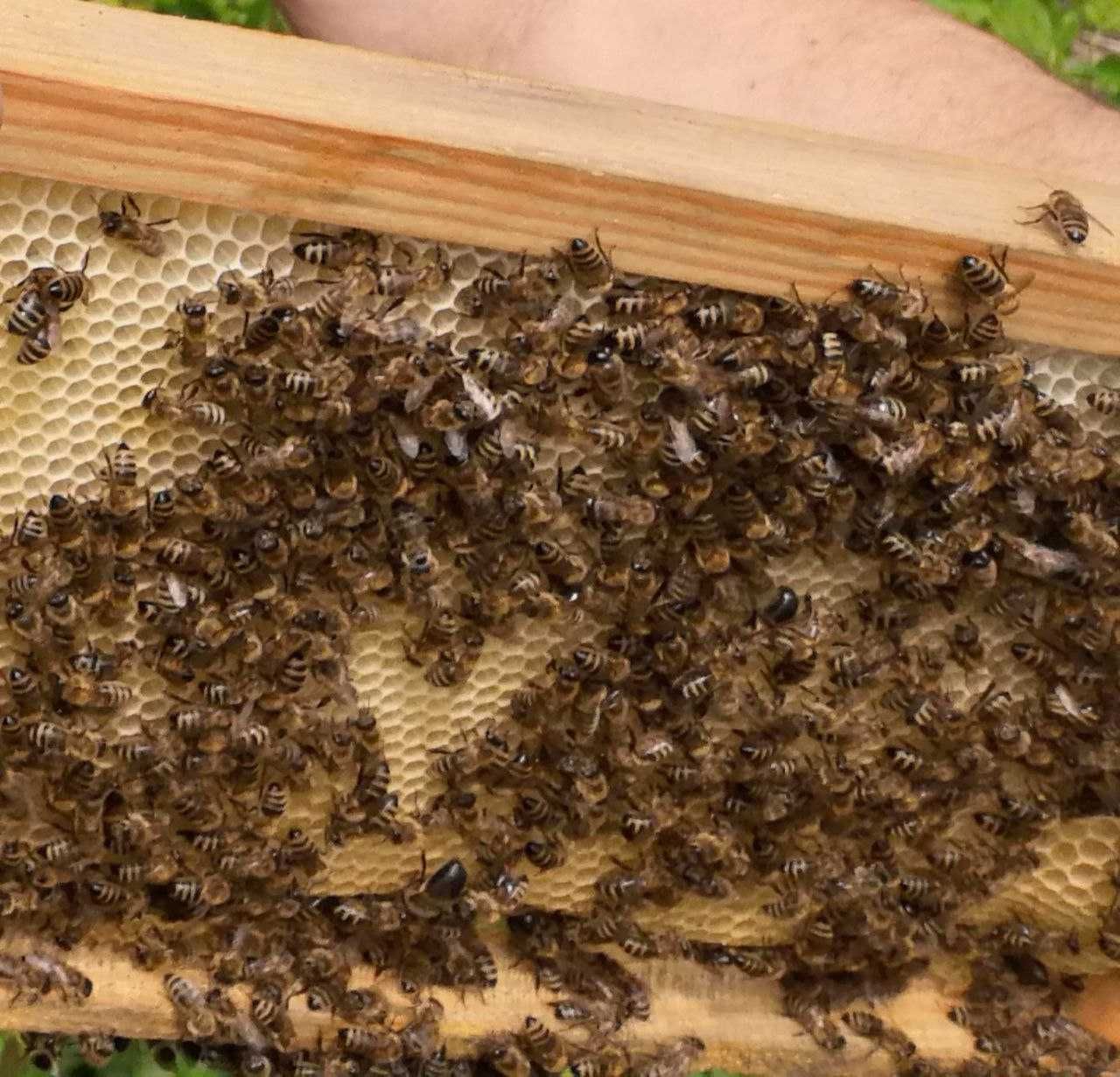 Консультація з бджільництва