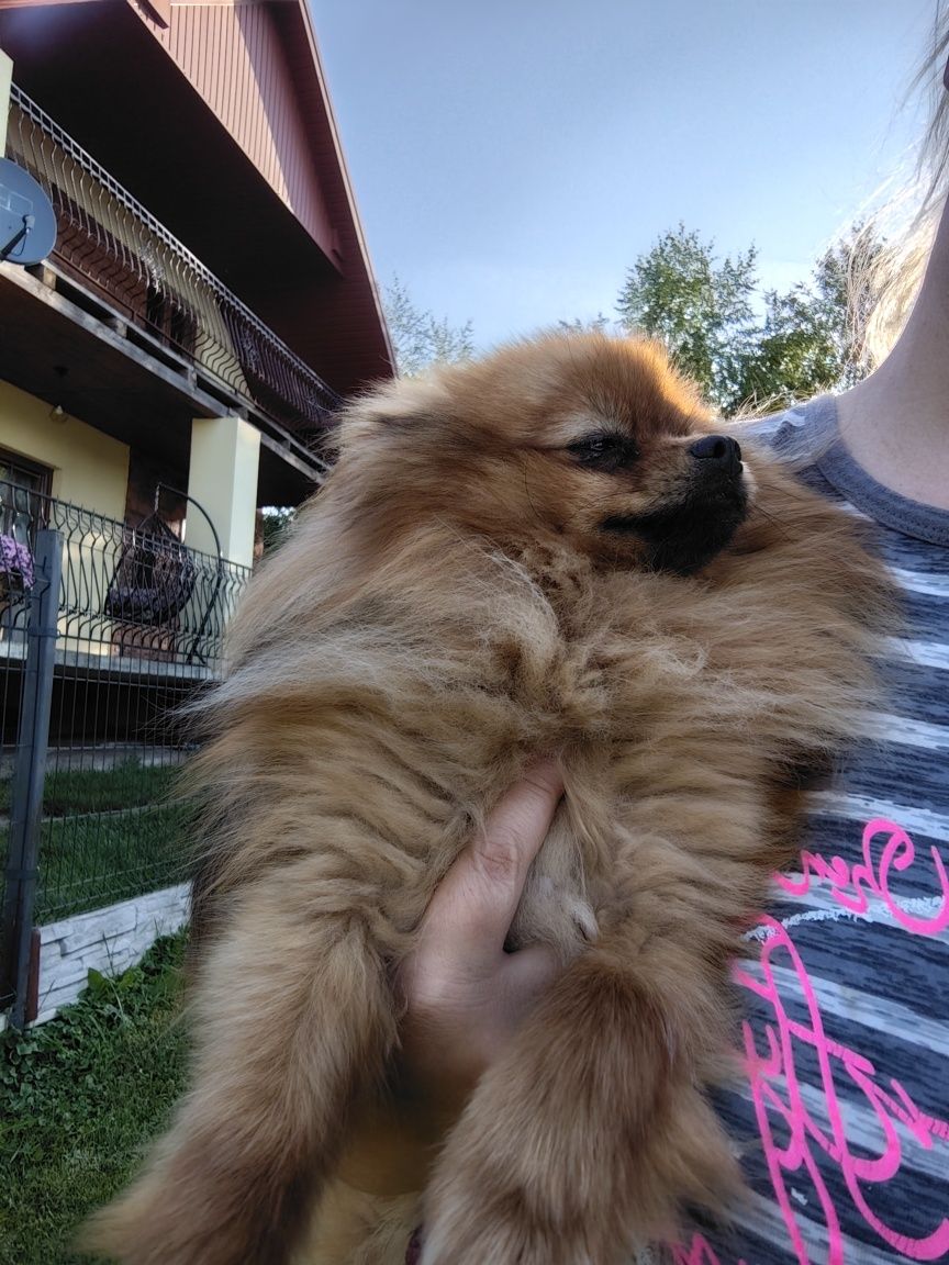 Szpic miniaturowy pomeranian