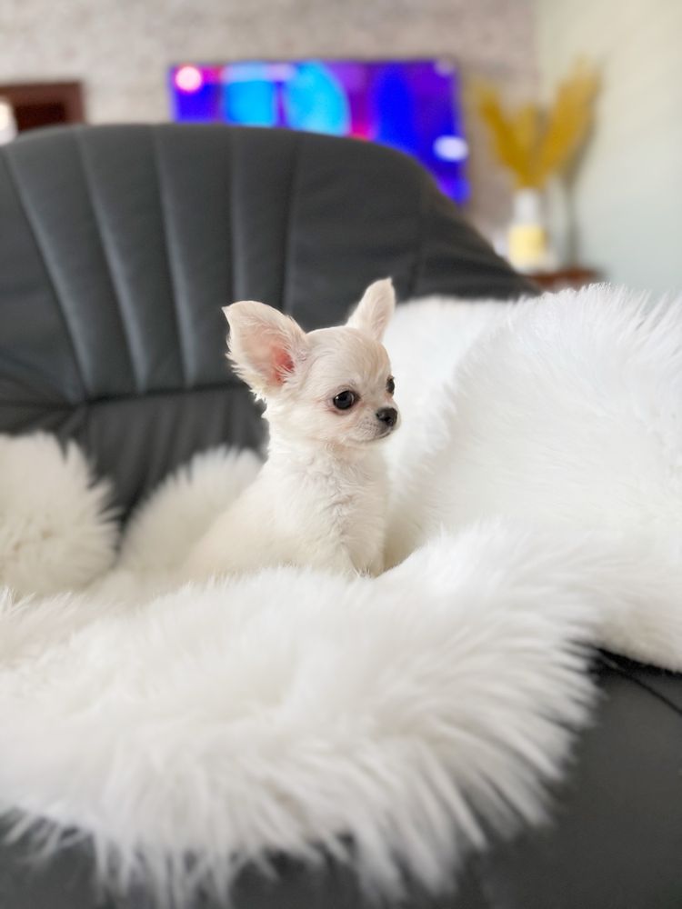 Chihuahua przepiekny dlugowlosy chlopiec mini zkwp/fci