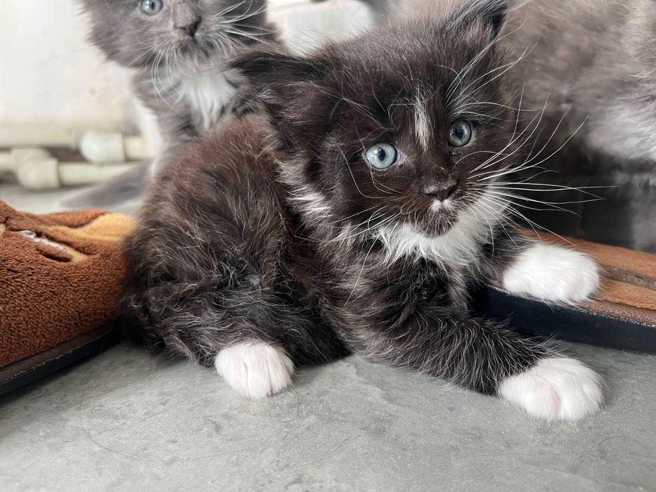 Роскошные девочки Мейкун