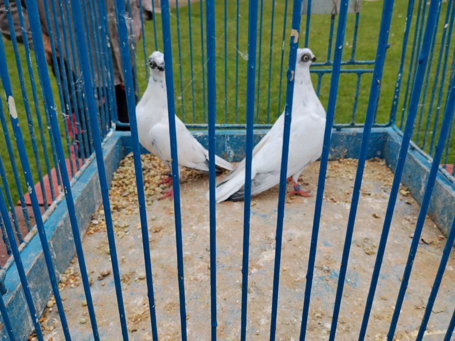 Gołębie ozdobne Kielce