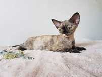 Devon Rex - idealna głowa