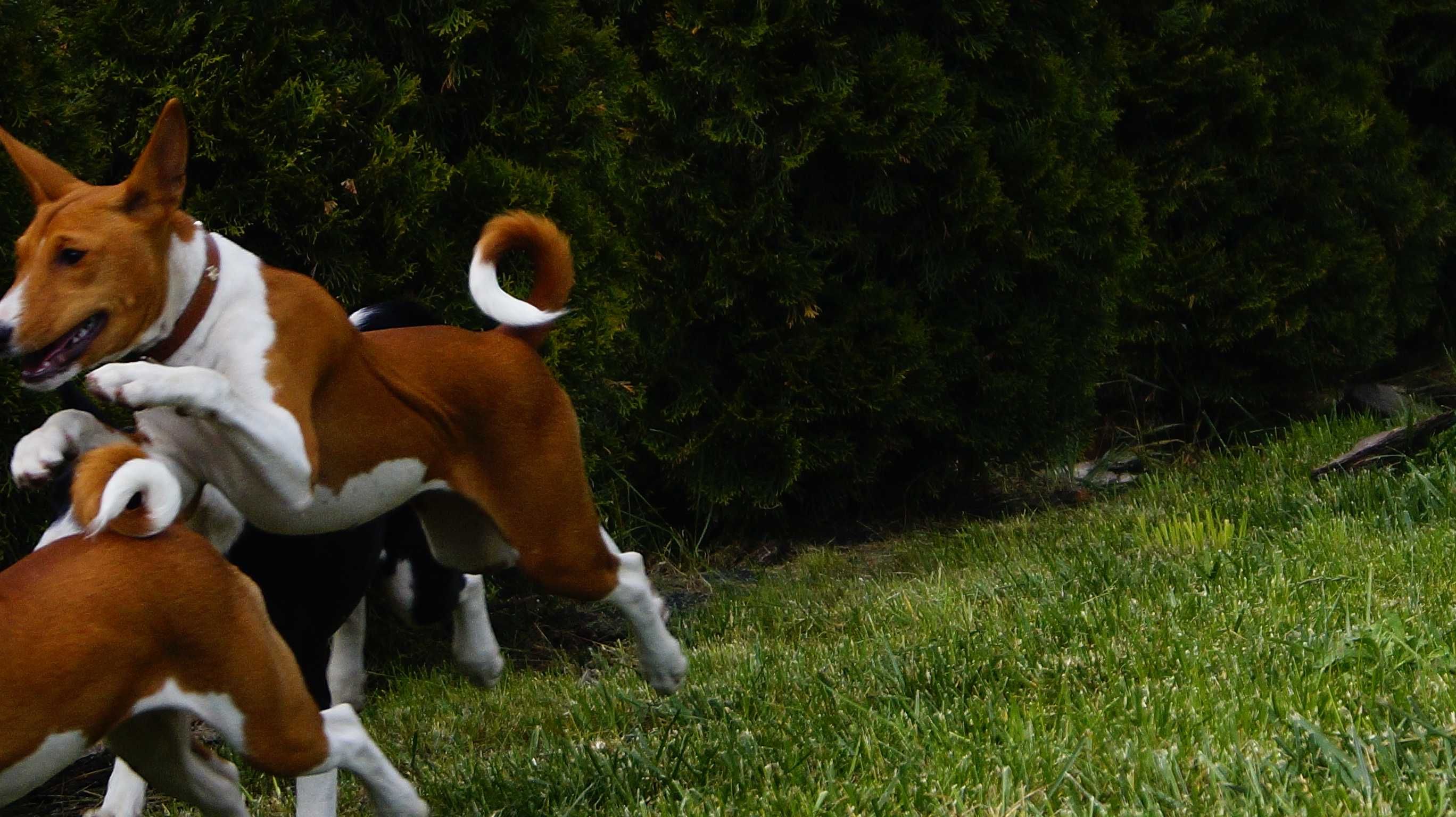 SAWA-Rudo-Biała suczka do odbioru, Basenji ZKwP/FCI