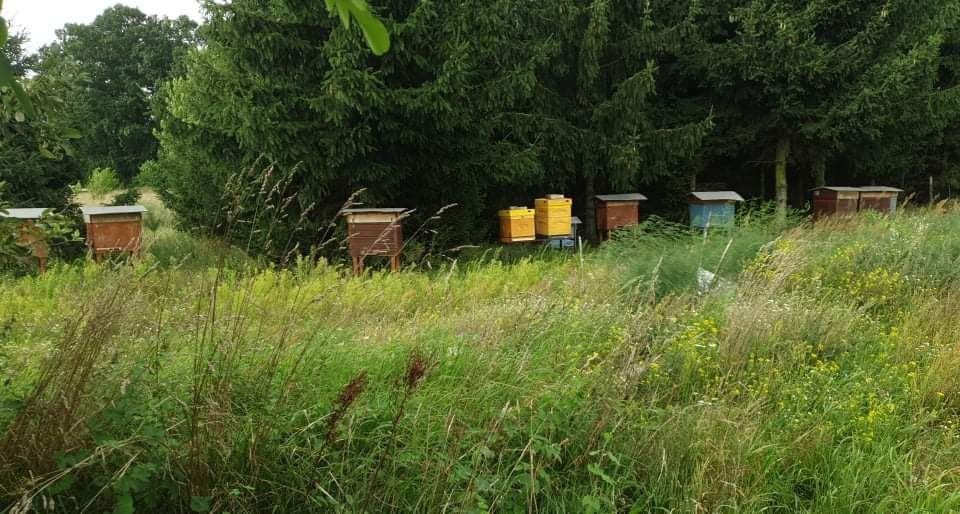 Świeży  MIÓD czerwiec 2023 mała pasieka 100 % naturalny