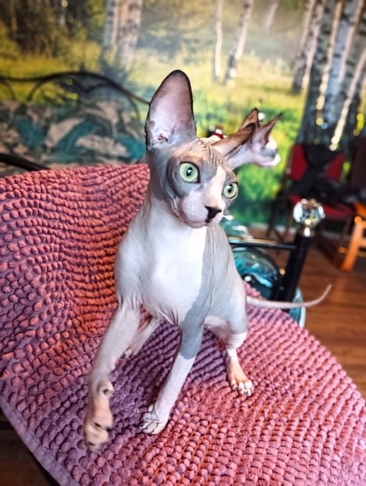 Kotka Sfinks kanadyjski FPL