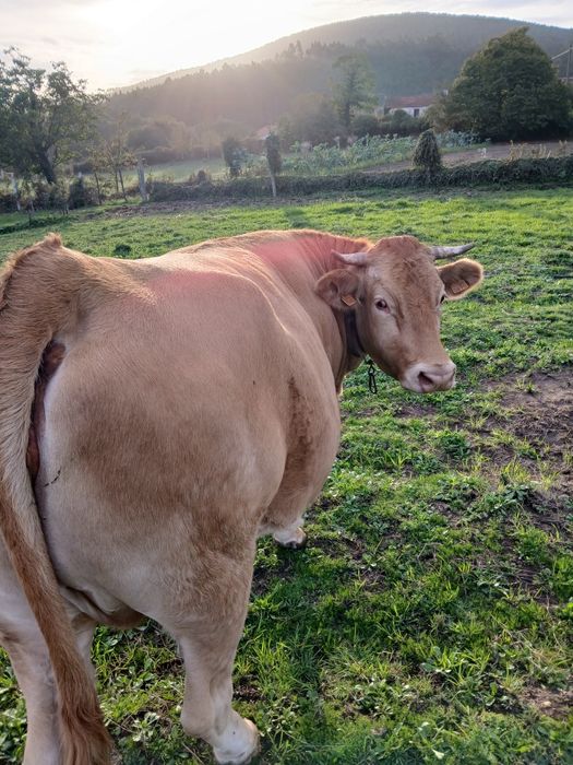 Vendo vaca minhota