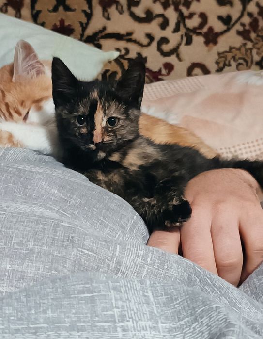 Кішечка чекає на гарну родину