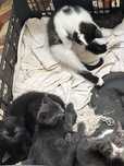 Gatinhos para adoção