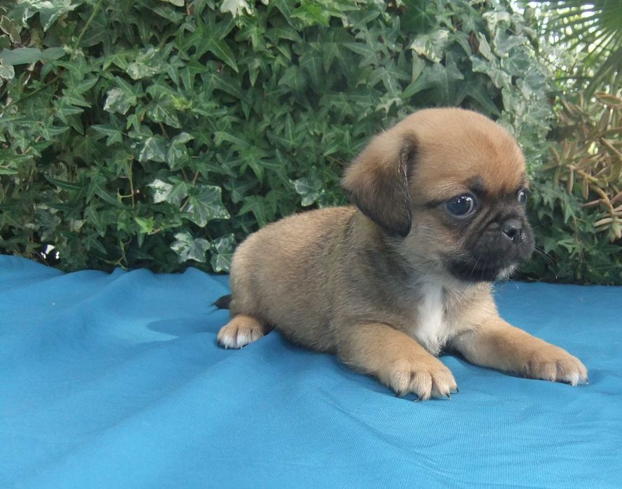Cachorro Pug X muito bonito