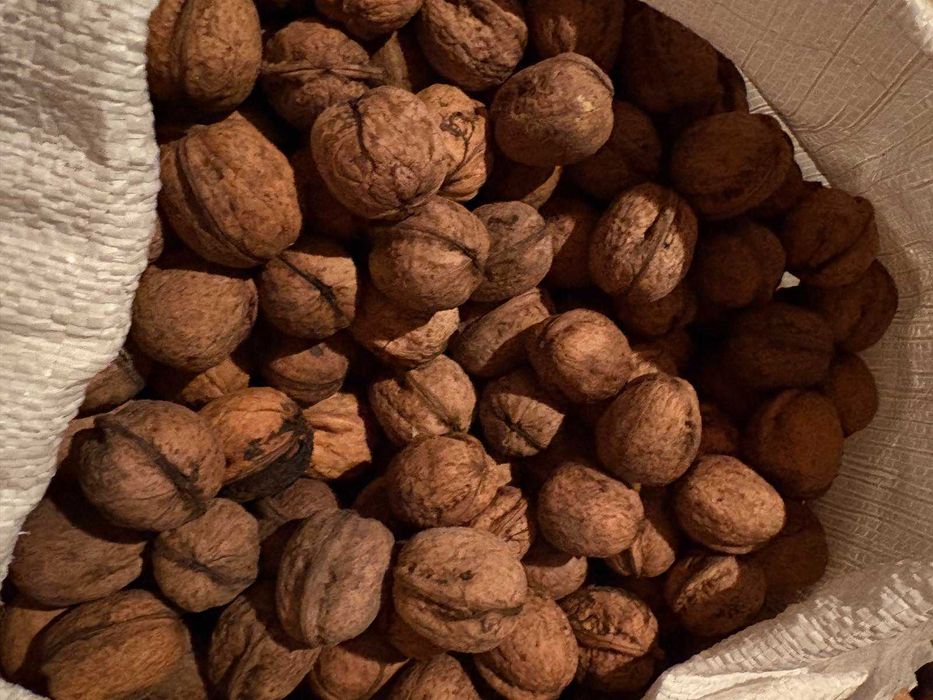 Продам горіх волоський