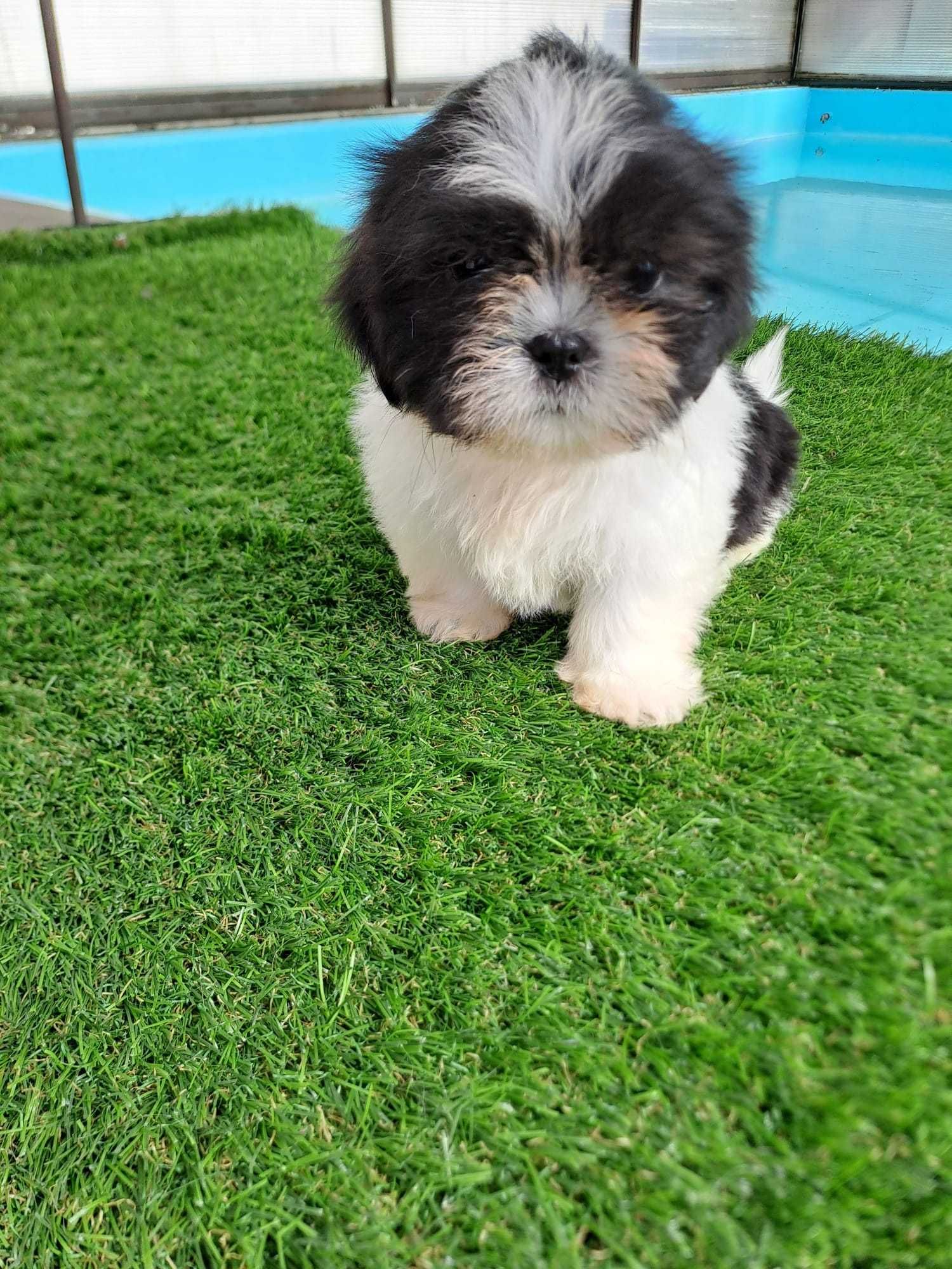 Vendo fêmea Shih-Tzu
