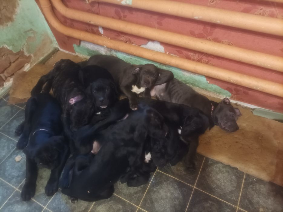 Кане-корсо щенки