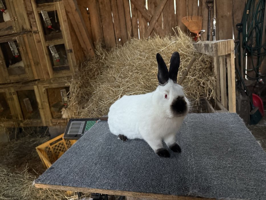 Kalifornijski czarny