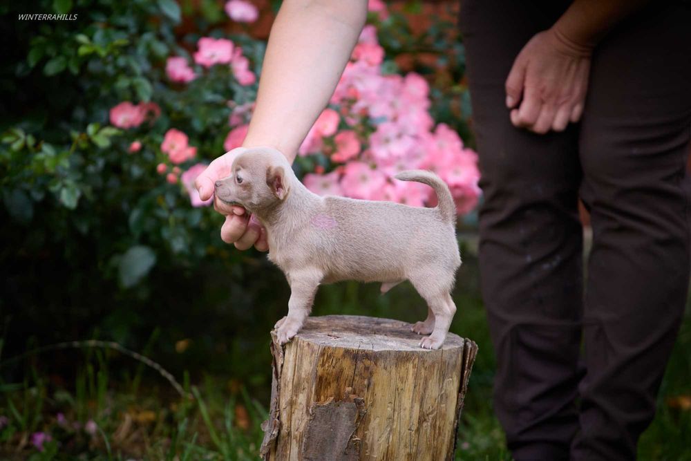 Ліловий зайчик ~ Чіхуахуа КСУ